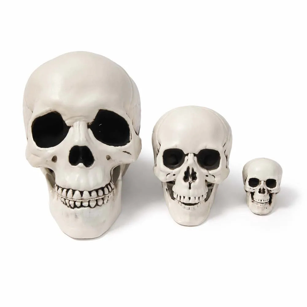 Bonehead™ Realistic Skull Prop