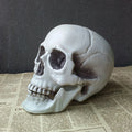 Bonehead™ Realistic Skull Prop
