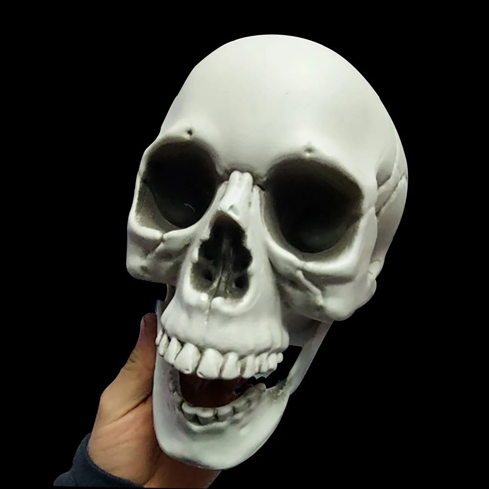 Bonehead™ Realistic Skull Prop